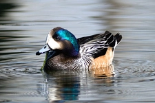Fiyu Ördek Türleri ve Özellikleri Fiyu Ördek Türleri ve Özellikleri