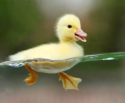 Ördek Ayağı Türleri ve Özellikleri Ördek Ayağı Türleri ve Özellikleri