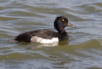 Ördek Çeşitleri Nelerdir?