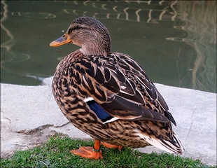 Yaban Ördekleri Türleri ve Özellikleri Yaban Ördekleri Türleri ve Özellikleri